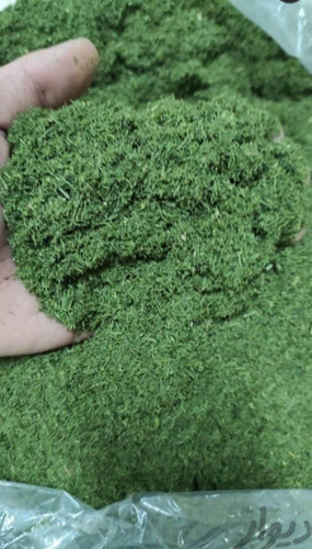 شوید خشک اعلا